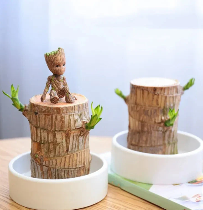Lucky Brazilian Wood Plant Without Pot and plant growth free