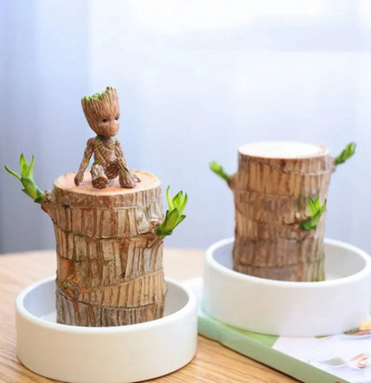Lucky Brazilian Wood Plant Without Pot and plant growth free