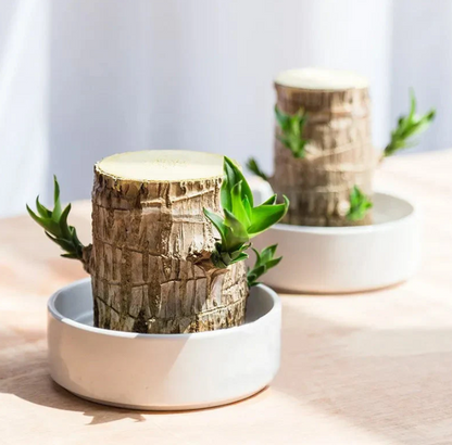 Lucky Brazilian Wood Plant Without Pot and plant growth free