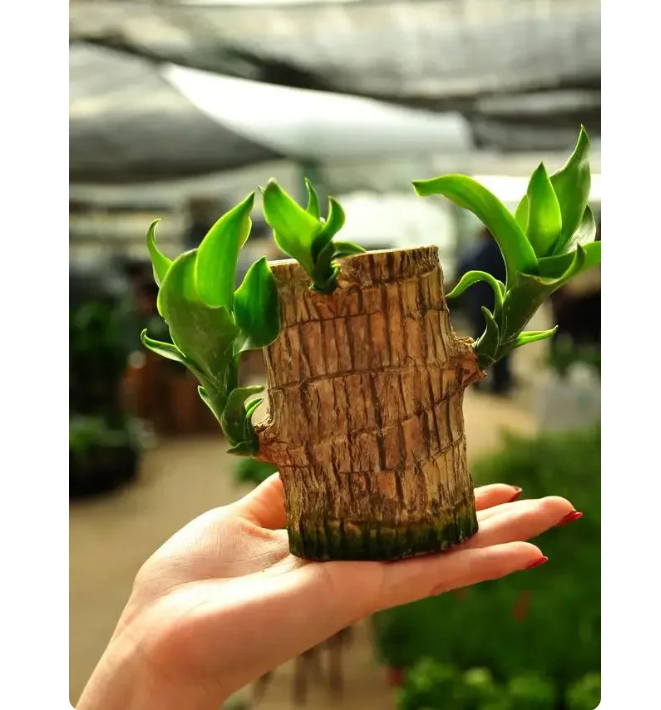 Lucky Brazilian Wood Plant Without Pot and plant growth free