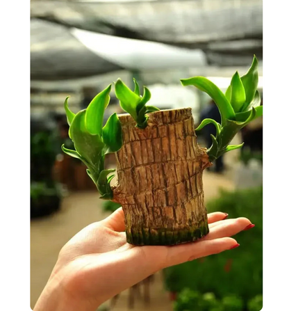 Lucky Brazilian Wood Plant Without Pot and plant growth free