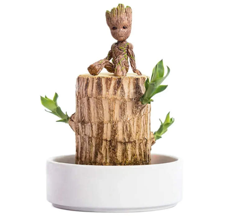 Lucky Brazilian Wood Plant Without Pot and plant growth free