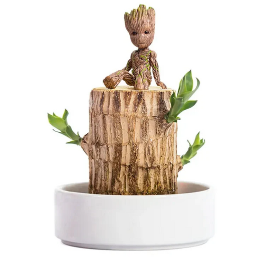 Lucky Brazilian Wood Plant Without Pot and plant growth free