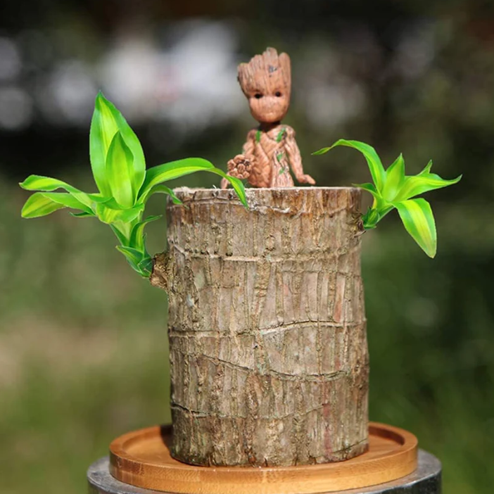 Lucky Brazilian Wood Plant Without Pot and plant growth free