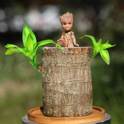 Lucky Brazilian Wood Plant Without Pot and plant growth free