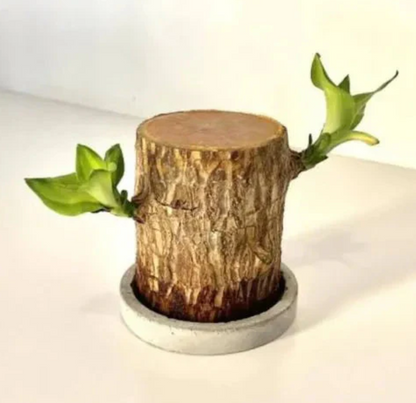 Lucky Brazilian Wood Plant Without Pot and plant growth free