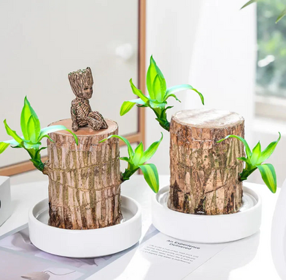 Lucky Brazilian Wood Plant Without Pot and plant growth free